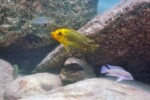 Mpimbwe. Petrochromis ephippium Mpimbwe