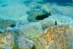 A Mvuna island. Petrochromis ephippium Mvuna
