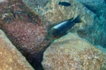 Les Petrochromis 12 Petrochromis ephippium Mvuna