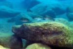 Groupe photographié à Helembe. Petrochromis orthognathus