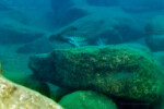 Les Petrochromis 42 Petrochromis orthognathus