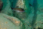 Les Petrochromis 43