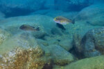 Les Petrochromis 44