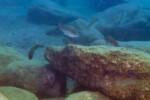 Les Petrochromis 45
