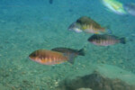 Les Petrochromis 46