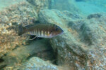 Les Petrochromis 47