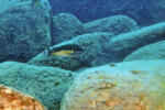 P. sp. aff. orthognathus Kekese. Petrochromis orthognathus Kekese