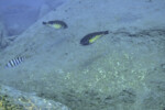 Les Petrochromis 48 Petrochromis orthognathus