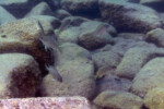 Dans les rochers à Maswa. Petrochromis orthognathus Maswa