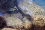Les Petrochromis 49 Petrochromis orthognathus Maswa