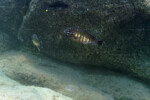 P. sp. aff. orthognathus à Mpimbwe. Petrochromis orthognathus Mpimbwe