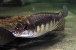 En aquarium au magasin Abysse. Petrochromis orthognathus