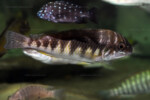 Les Petrochromis 38