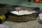 Les Petrochromis 39