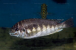 Les Petrochromis 40