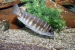 Les Petrochromis 41