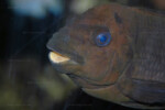 Portrait d'un mâle adulte. Petrochromis trewavasae