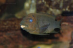Les Petrochromis 55