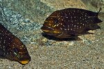 Par Enzo Marino Petrochromis trewavasae