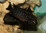 Adulte en aquarium par Enzo Marino.