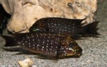 Les Petrochromis 56 Petrochromis trewavasae