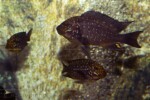 Les Petrochromis 57 Petrochromis trewavasae