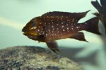 Mâle en parade. Petrochromis trewavasae