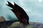 Individu en train de brosser une roche en aquarium. Petrochromis trewavasae