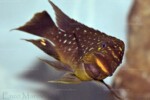 Les Petrochromis 58 Petrochromis trewavasae