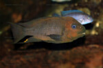 En aquarium. Petrochromis trewavasae