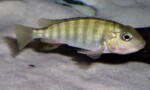 Femelle en incubation. Pseudosimochromis babaulti Kabezi