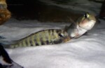 Ponte en cours et oeufs. Pseudosimochromis babaulti