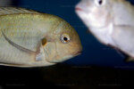 Portrait. Pseudosimochromis curvifrons