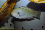 Les Pseudosimochromis 12 Pseudosimochromis curvifrons