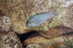 Les Pseudosimochromis 10 Pseudosimochromis curvifrons