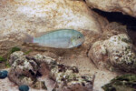 Les Pseudosimochromis 9 Pseudosimochromis curvifrons