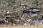 Les Pseudosimochromis 11 Pseudosimochromis curvifrons