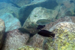 A Kasanga. Pseudosimochromis curvifrons