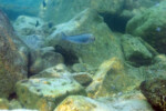Les Pseudosimochromis 16 Pseudosimochromis curvifrons