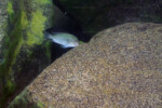 Les Pseudosimochromis 14 Pseudosimochromis curvifrons