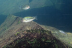 A Molwe. Pseudosimochromis curvifrons