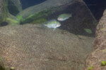 Les Pseudosimochromis 13 Pseudosimochromis curvifrons