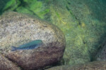 Les Pseudosimochromis 15 Pseudosimochromis curvifrons