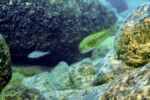 A Mvuna. Pseudosimochromis curvifrons