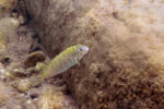 A Udachi.