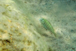 Les Pseudosimochromis 2
