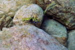 A Kekese. Pseudosimochromis babaulti