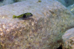 Les Pseudosimochromis 3