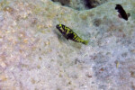 Les Pseudosimochromis 4