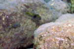 Les Pseudosimochromis 5 Pseudosimochromis babaulti